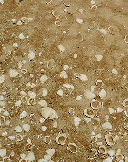 Shells, Sand, Beach, Sea, Mauritania, molluscum, backgrounds HD wallpaper