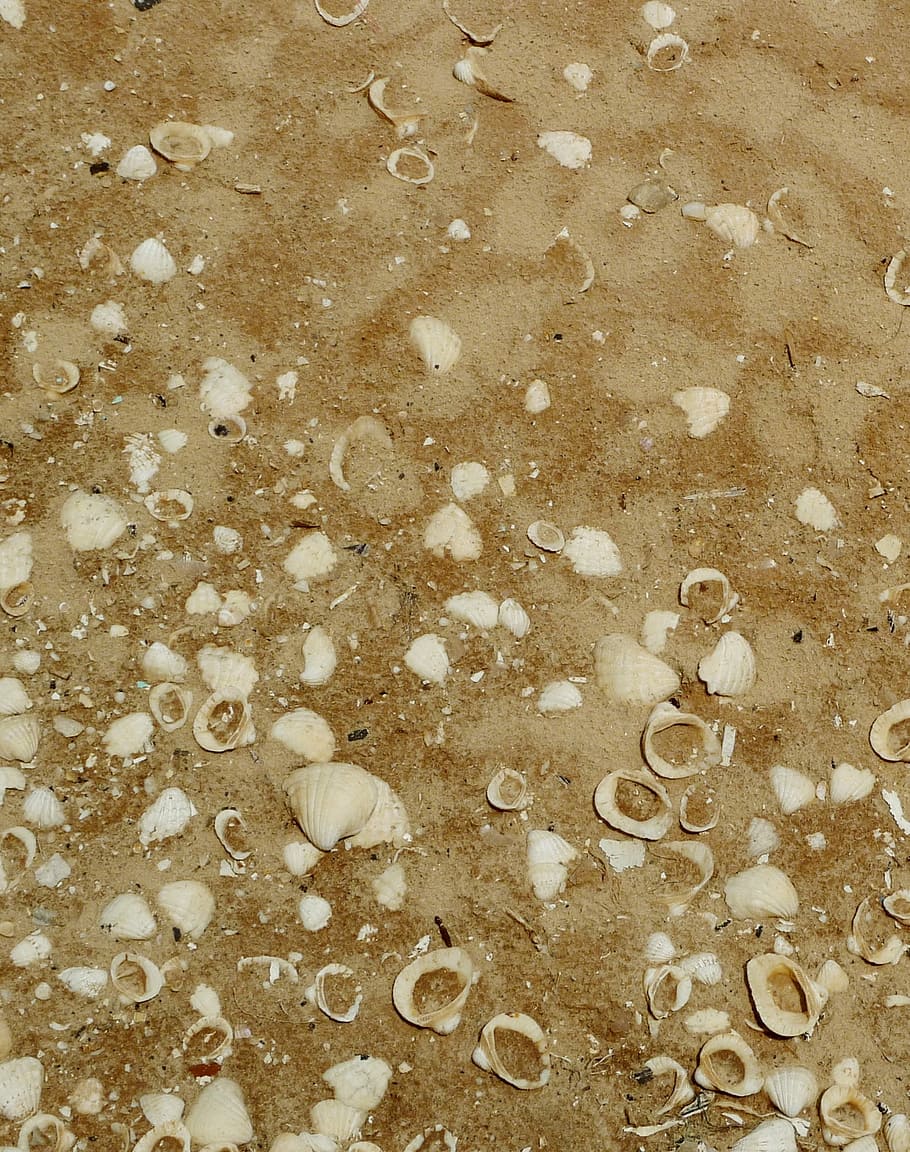 Shells, Sand, Beach, Sea, Mauritania, molluscum, backgrounds HD wallpaper