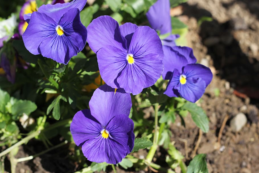 blue pansy, flower, bloom, spring, garden, flowering plant HD wallpaper