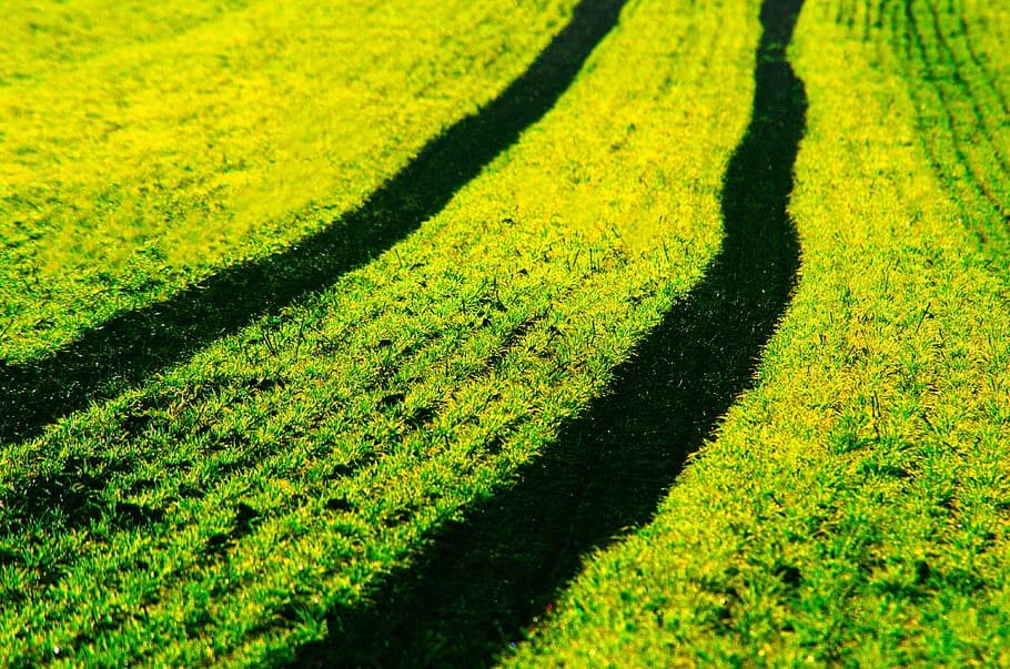 field, arable, tractor, traces, green, juicy, spring, cornfield HD wallpaper