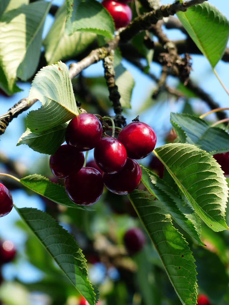 cherry, sweet cherry, red, fruit, healthy, leaves, branch, summer HD wallpaper