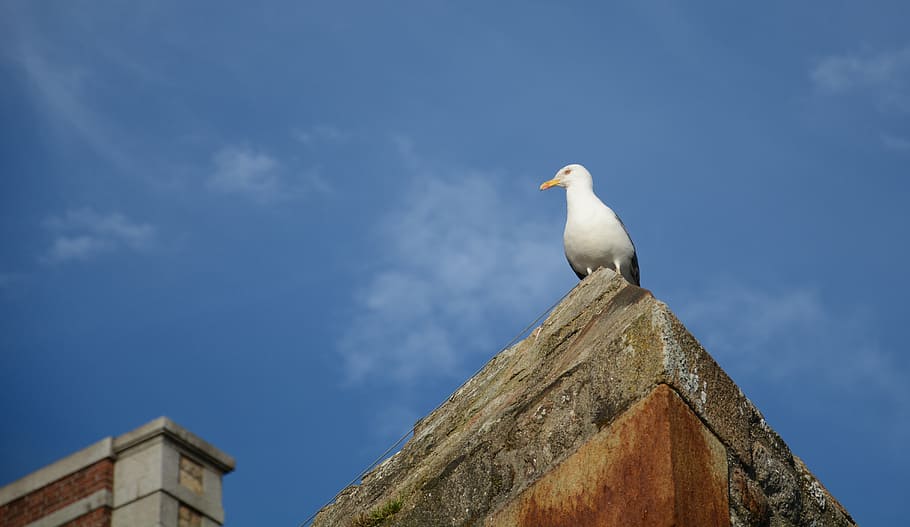 gull, bird, seagull, brittany, sea ​​bird, animal, animal themes HD wallpaper
