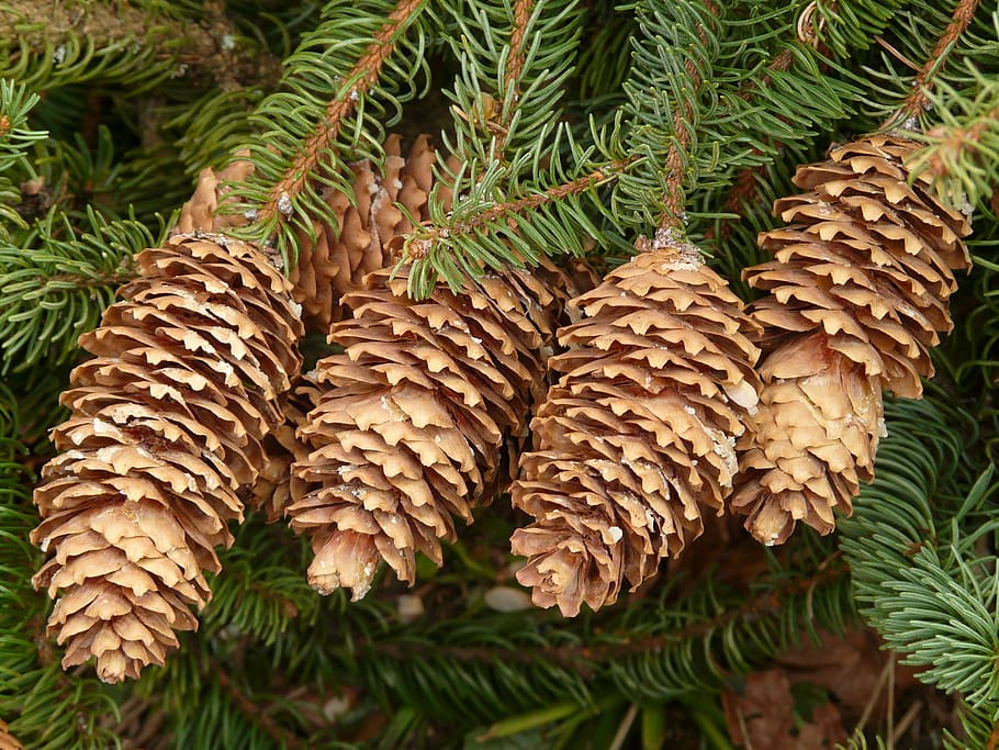 pine cones, tap, tree, conifer, common spruce, picea abies HD wallpaper