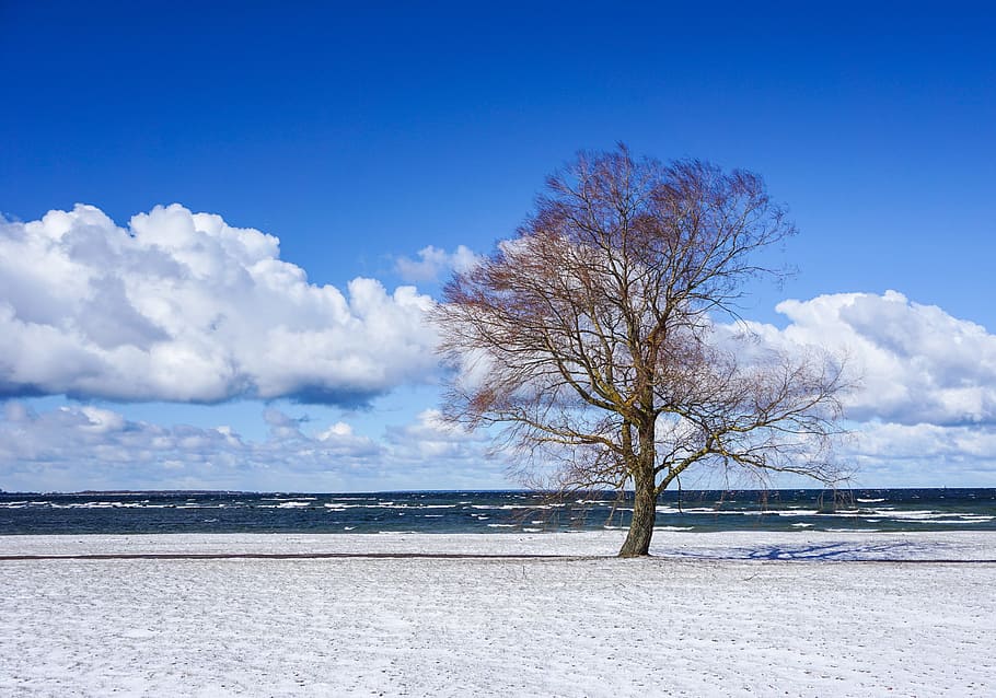 Tree, Sea, Nature, Clouds, Silence, sky, snow, winter, blue HD wallpaper