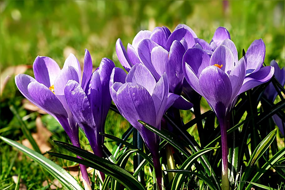 flower, crocus, violet, spring, purple, nature, beauty in nature HD wallpaper