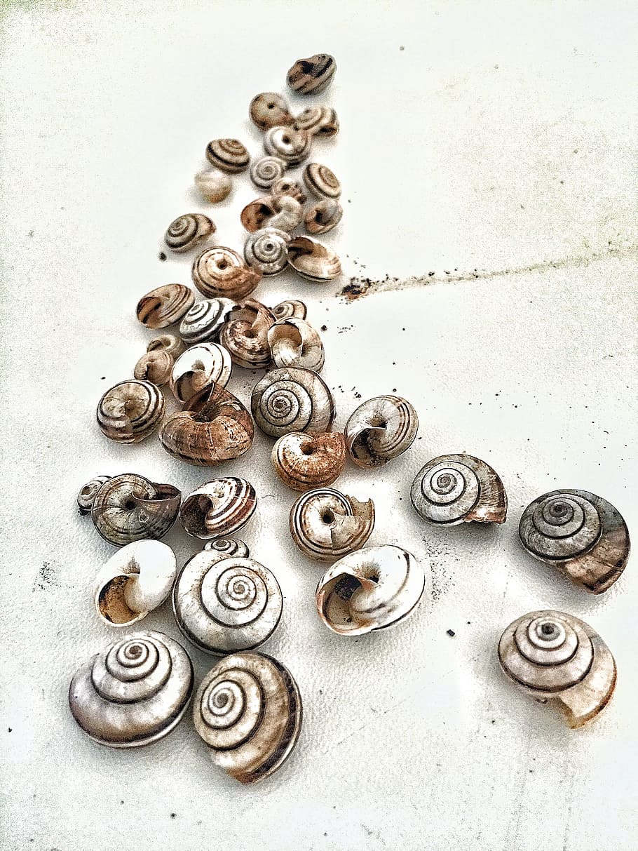 Fineart, Composition, increased, the composition, shells, snails HD wallpaper