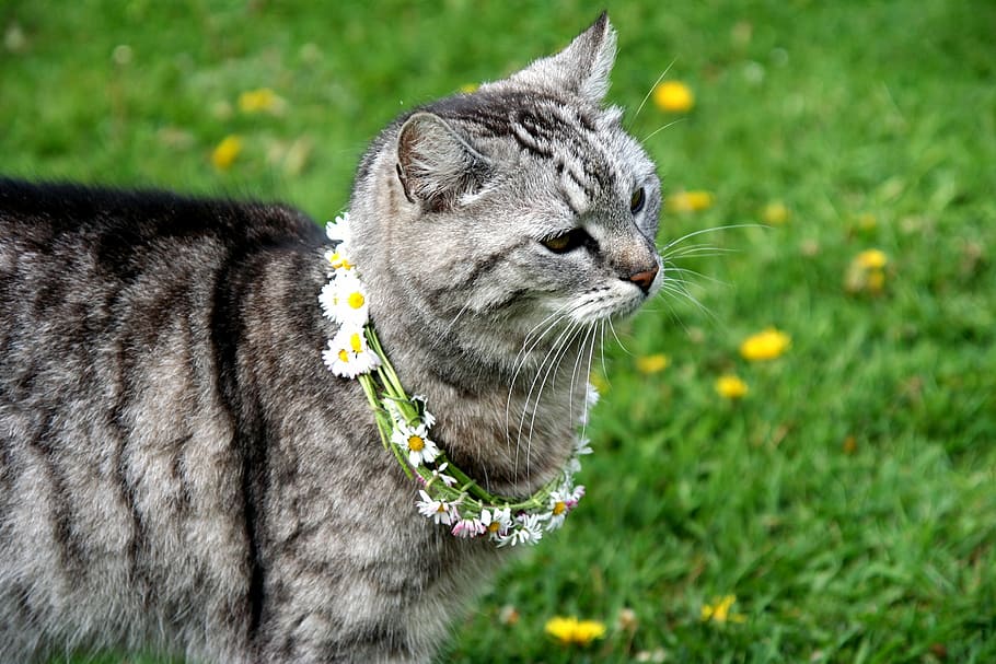 Cat, Animal, Grass, mieze, domestic cat, one animal, domestic animals HD wallpaper