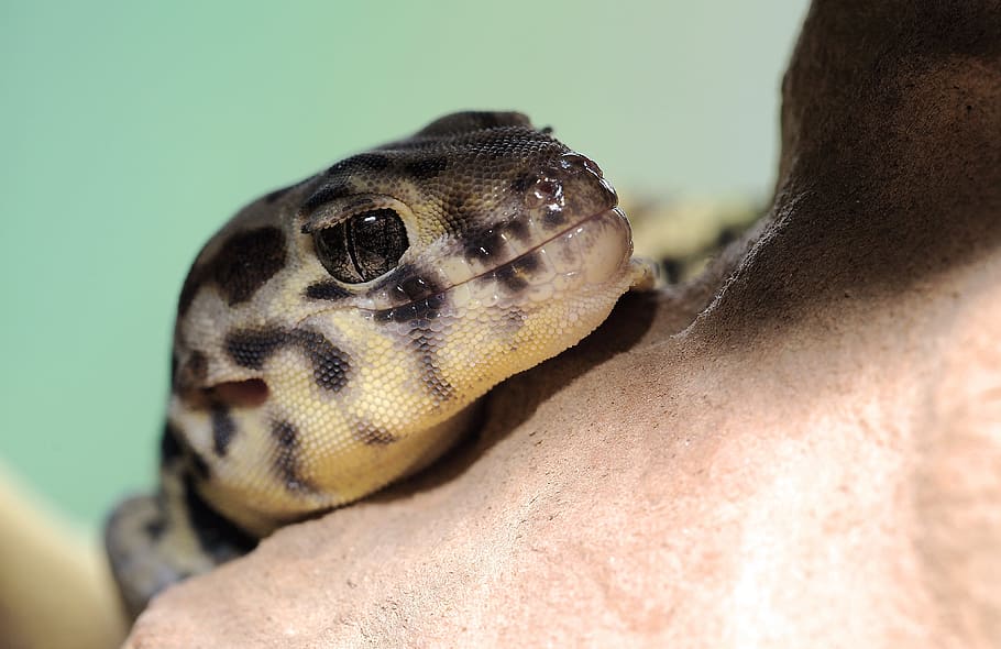 black and gray leopard gecko, Wonder, Rough, Scincus, Terrarium, HD wallpaper