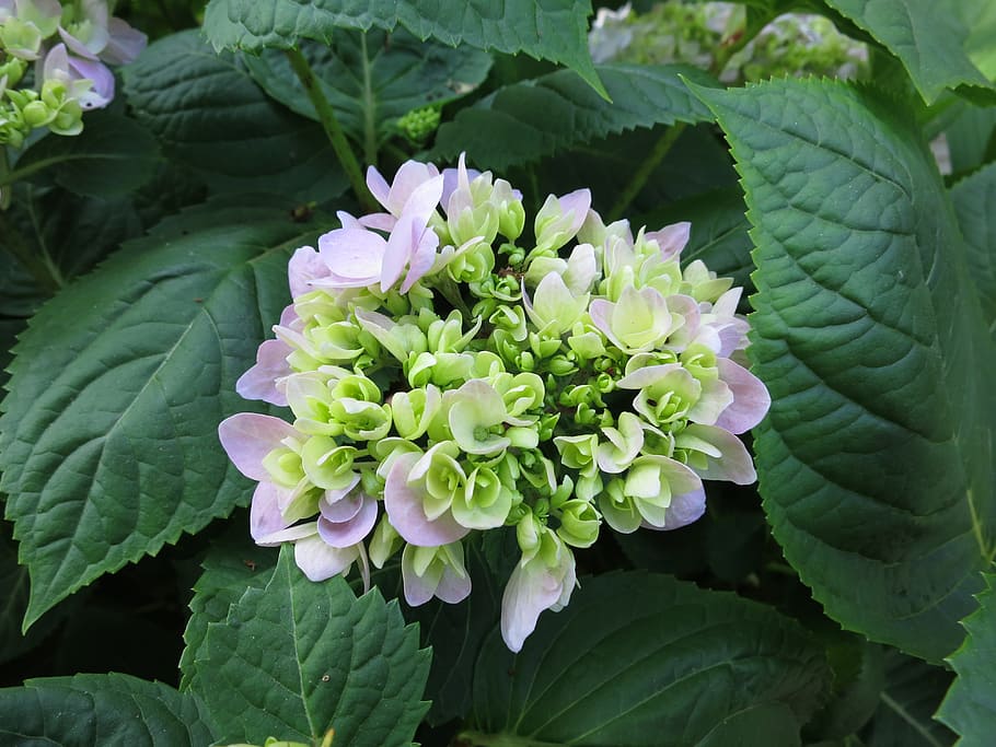 flower, hydrangea, floral, blooming, leaf, plant part, flowering plant HD wallpaper