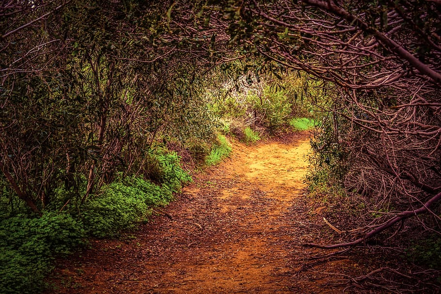 forest, path, glade, tunnel, nature, plant, direction, the way forward HD wallpaper