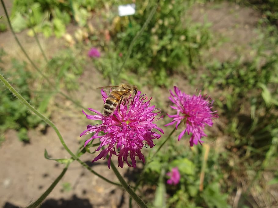 bee, flower, flowering plant, invertebrate, animal themes, insect HD wallpaper