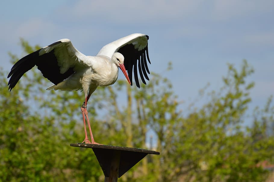stork, fly, landing, elegant, feather, bird, plumage, nature HD wallpaper