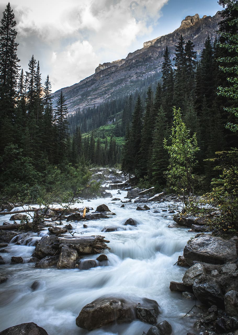 running water surrounded by pine trees during daytime, streams surrounded by green trees during daytime HD wallpaper