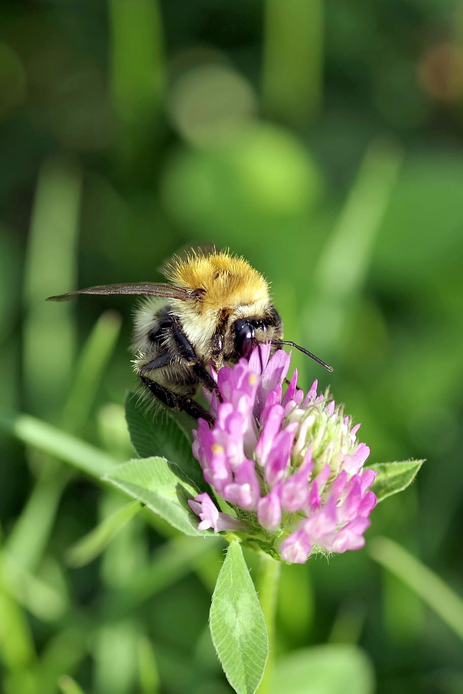 bumblebee, insect, pollinate, clover, red, blue, violet, flower HD wallpaper
