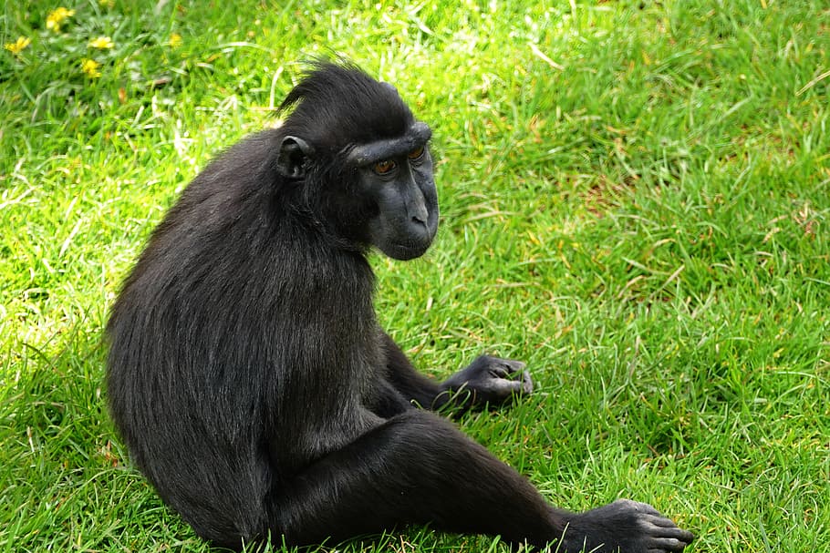 monkey, ape, animal, cute, primate, mammal, wild, wildlife HD wallpaper