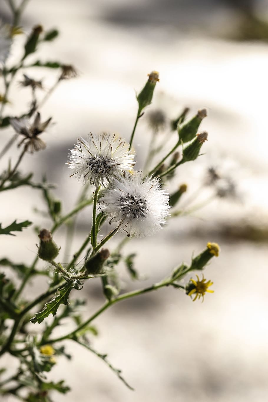 wild flowers, autumn, fall, flowering plant, fragility, vulnerability HD wallpaper