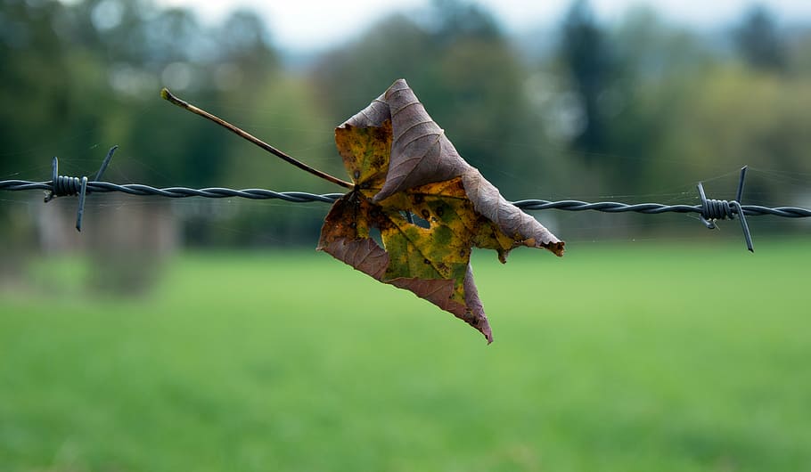 barbed wire, rotated, close, pointed, wiring, leaf, plant part HD wallpaper