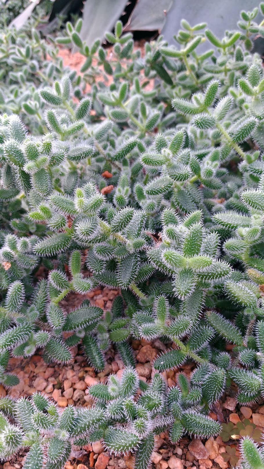 texture, cactus, green, growth, plant, green color, beauty in nature HD wallpaper