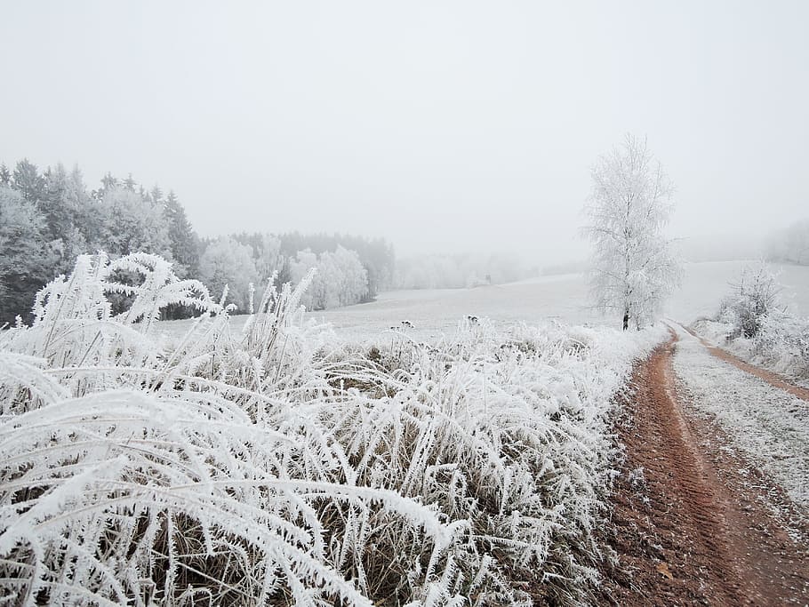 Winter, Landscape, View, Meadow, Rime, path, bush, snowy, nature HD wallpaper