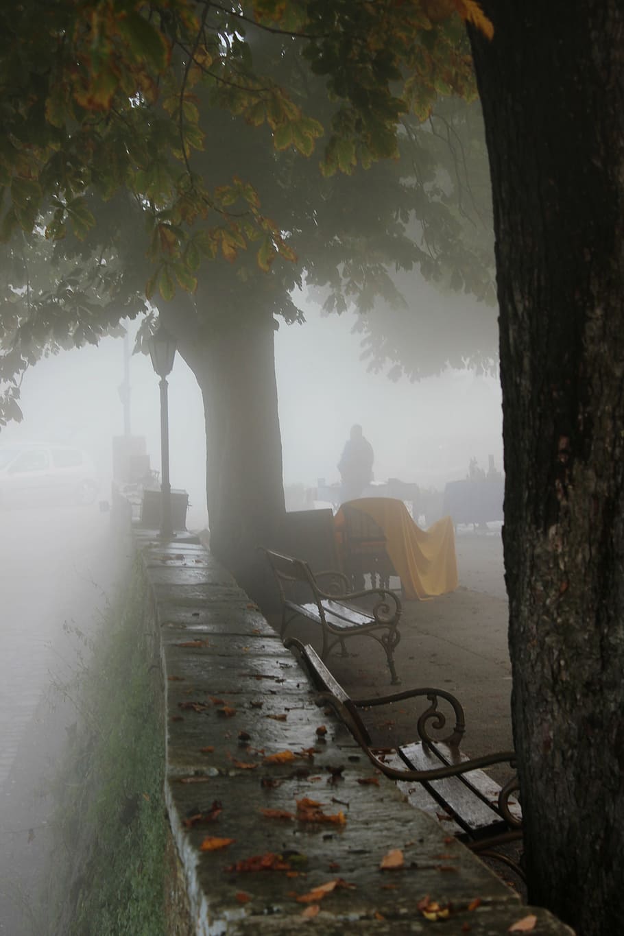 groznjan, fog, tribulation, glimmer of hope, tree, plant, nature, HD wallpaper