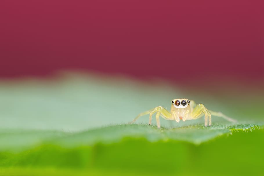 green jumping spider, insect, macro, nature, animal, animal themes HD wallpaper