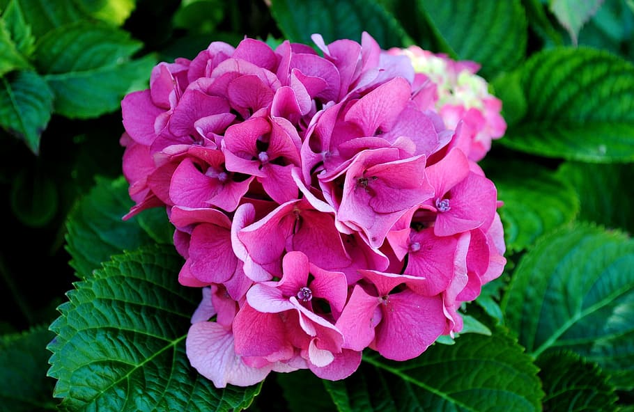 Hydrangea, Flower, Blossom, Bloom, hydrangea flower, nature HD wallpaper
