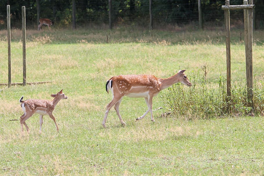 Roe Deer, Fallow Deer, Nature, Forest, animal wildlife, animals in the wild HD wallpaper