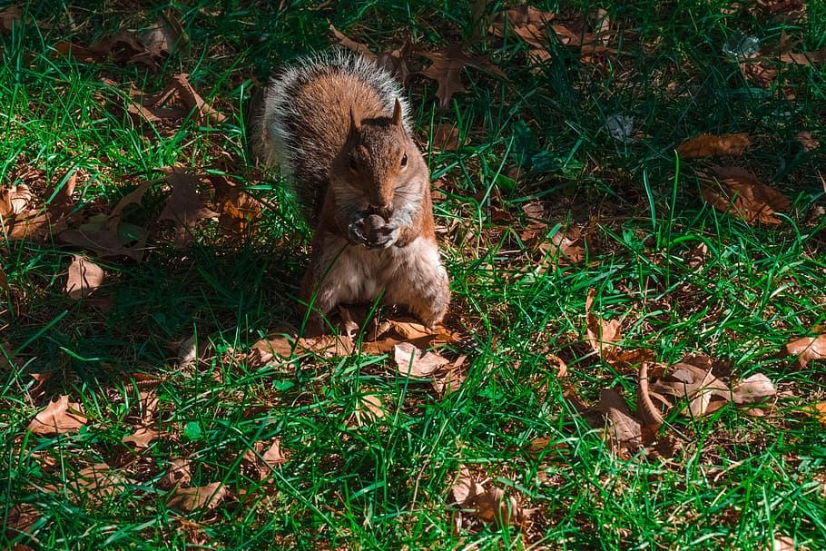 squirrel, canada, garden, park, animal themes, mammal, one animal HD wallpaper