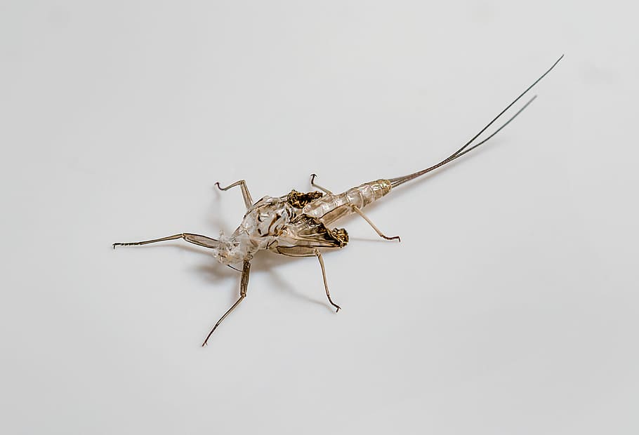 Ephemeral, Empty, Larva, Insect, Nymph, empty larva, one animal HD wallpaper