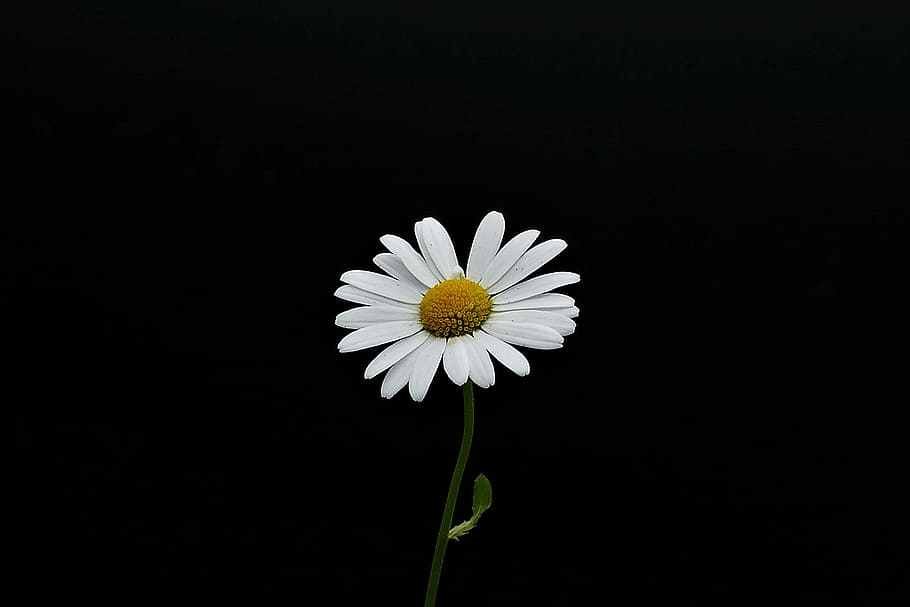 white daisy flower with black background, margarite, closeup