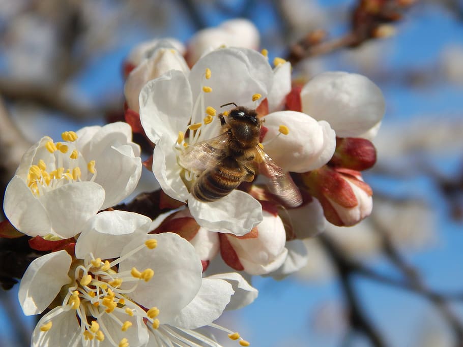 blossoming, trees, wasp, growth, close-up, flower, focus on foreground HD wallpaper