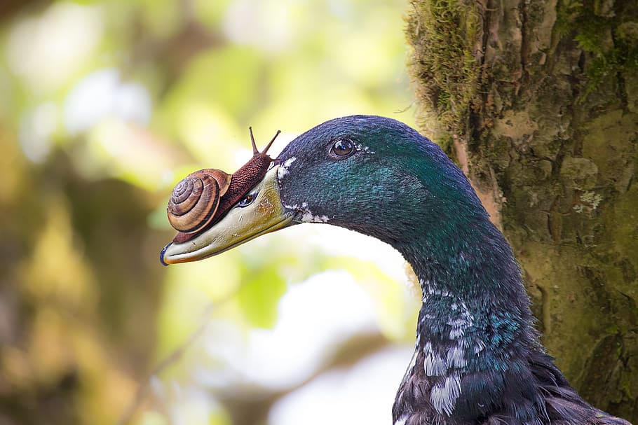 duck, snail, edited, composing, feather, mood, image editing HD wallpaper