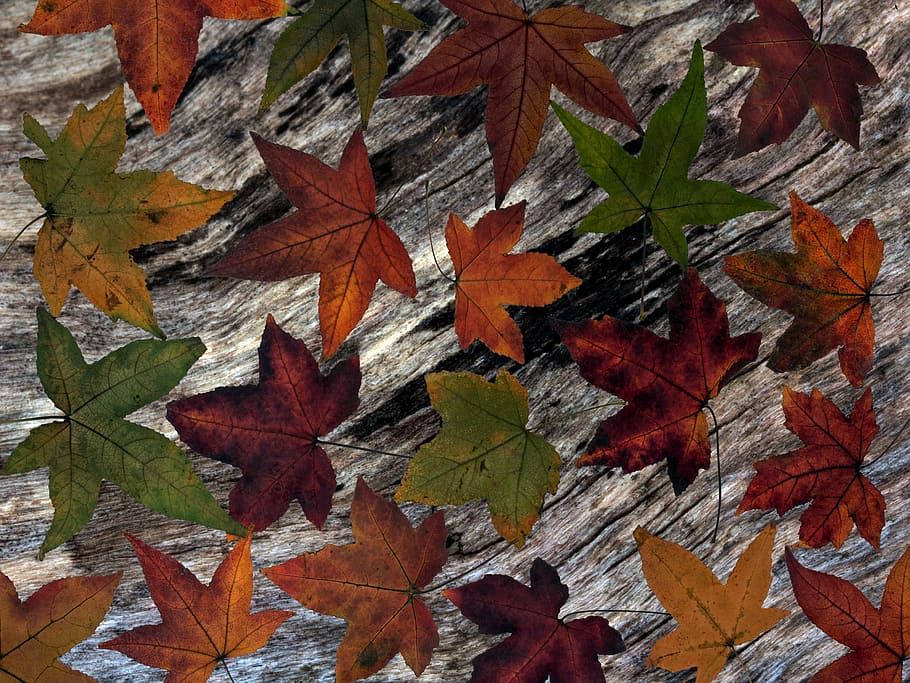 leaves, background, wood, composition, dry leaves, fall foliage HD wallpaper
