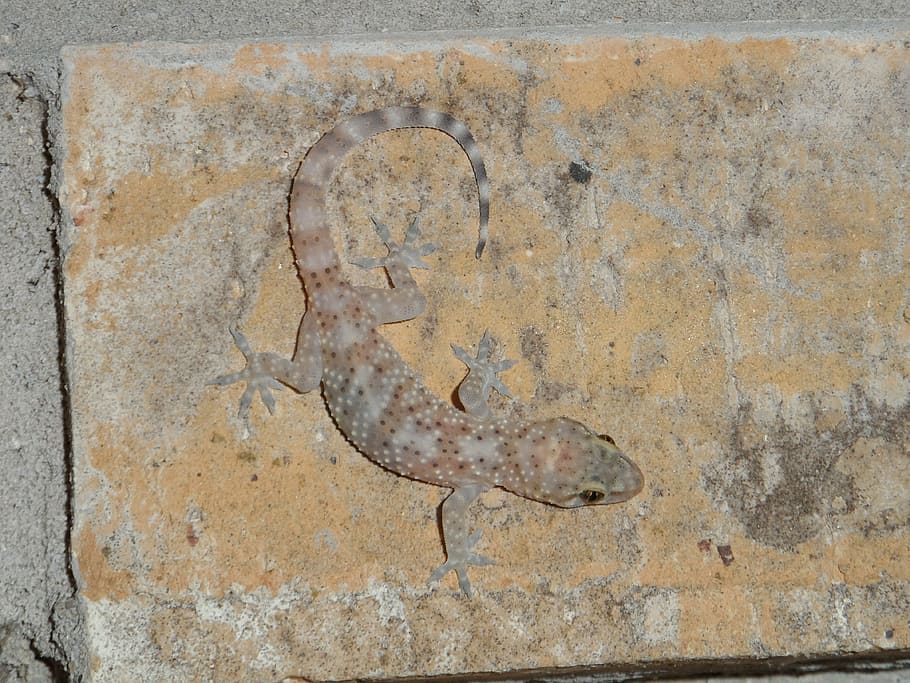 nature, lizard, pink, wall - building feature, no people, close-up HD wallpaper