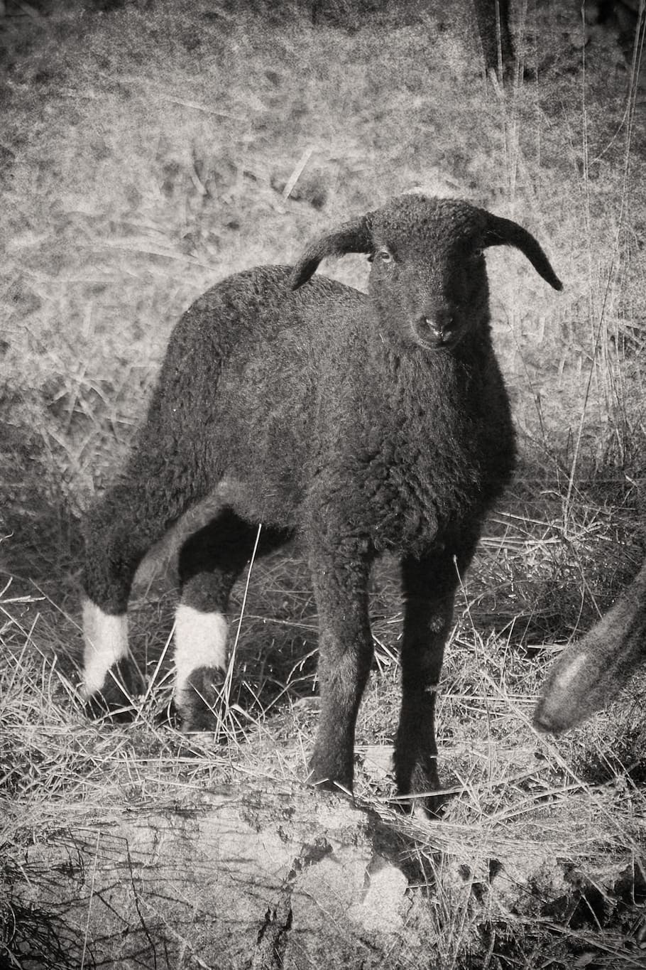 Lamb, Sheep, Wool, Animals, Nature, animal themes, animals in the wild HD wallpaper