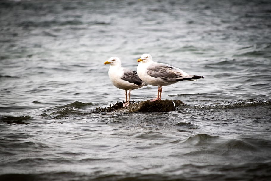 seagulls, bird, ocean, atlantic, animal, water, animal themes HD wallpaper