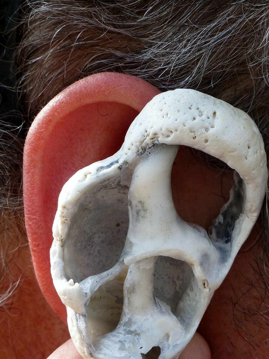 ear, shell, ear canal, inner ear, balance, archway, labyrinth HD wallpaper
