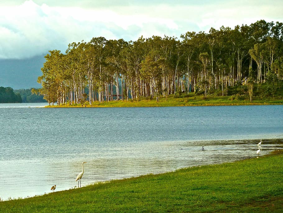 australia, forest, coast, lake, landscape, scenic, coastline HD wallpaper