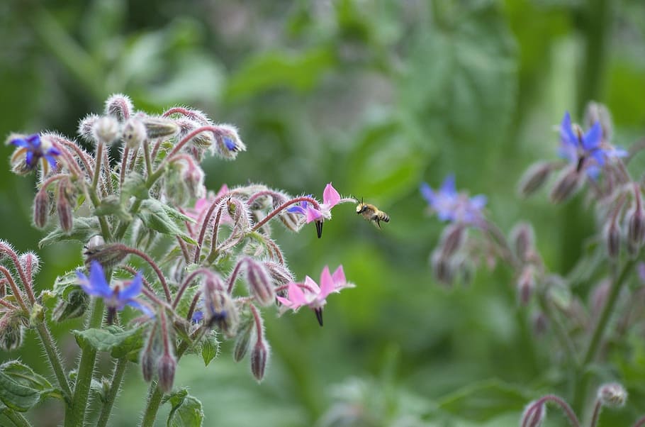 bee, garden, summer, nectar, blue, insect, honey, borage, herbs HD wallpaper