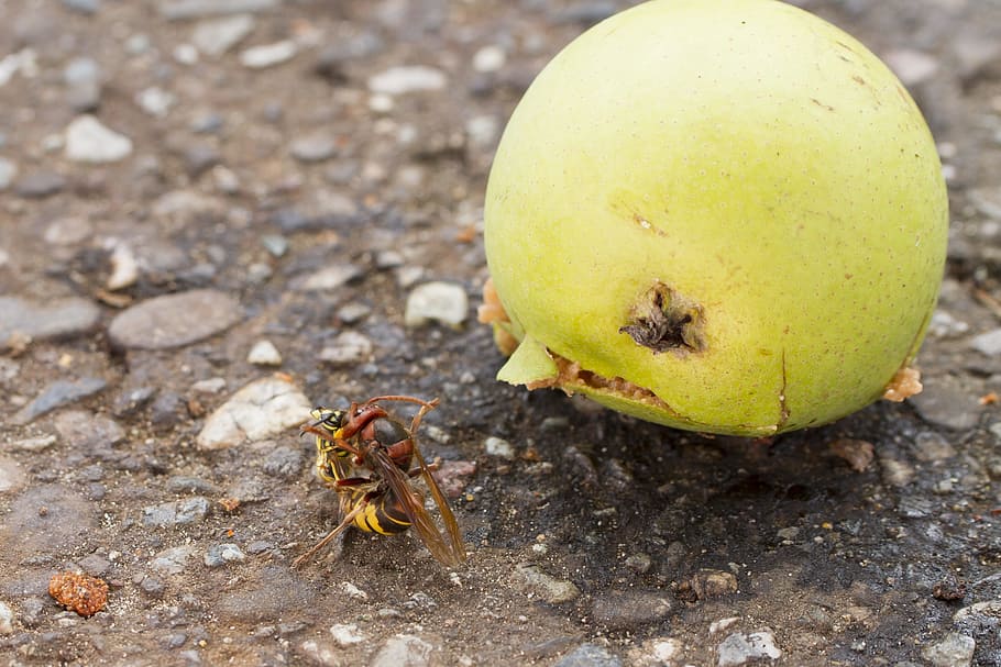 hornet, wasp, death throes, ring fight, overpowering, fruit, HD wallpaper