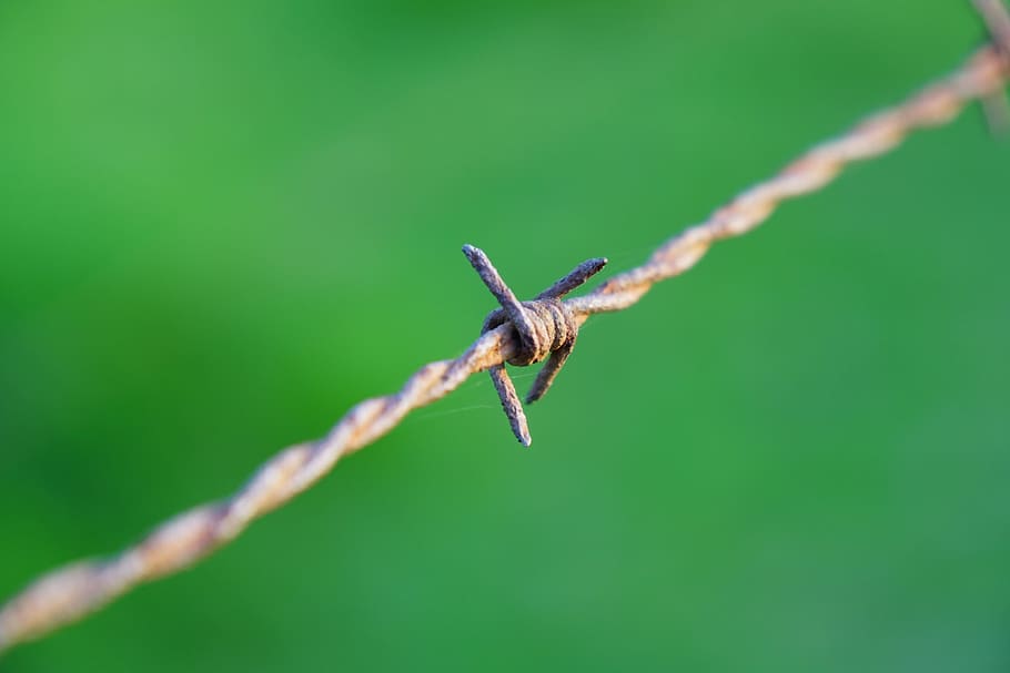 barbed wire, meadow, green, macro, limit, demarcation, invertebrate HD wallpaper