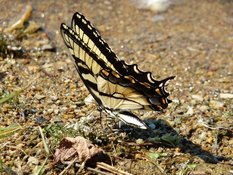 butterfly, ground, water, nature, animal, insect, wildlife HD wallpaper