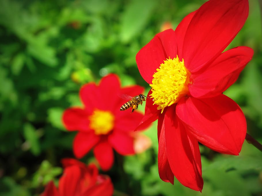 natural, flower, flowering plant, fragility, petal, vulnerability HD wallpaper