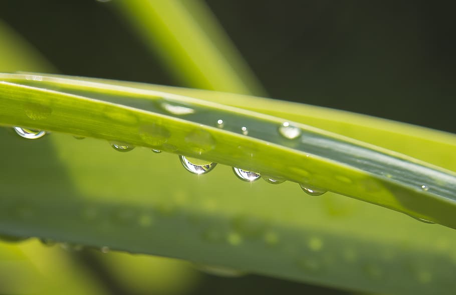 drip, rain, raindrop, leaf, drops of rain, beaded, drop of water HD wallpaper