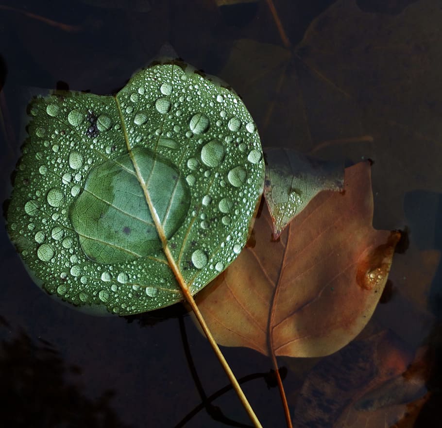 sheet, drop, drops, water, nature, macro, drops of water, surface HD wallpaper