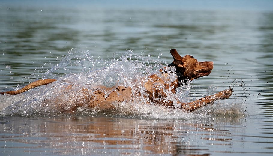 Vizsla dog running across the wter, viszla, water, jump, joy, HD wallpaper