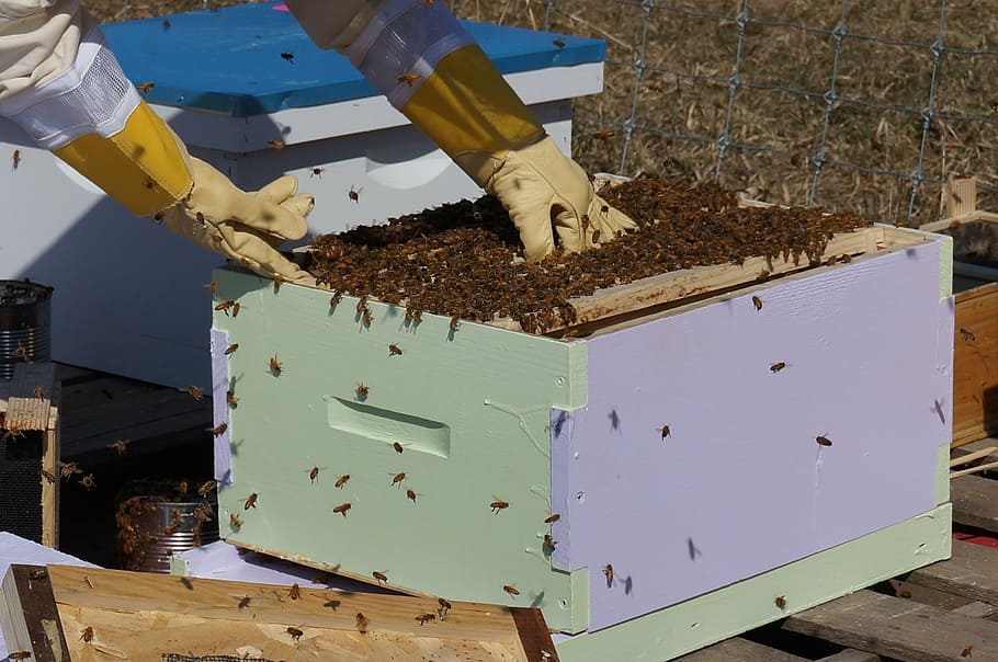person nurturing bees, beekeeping, honey, frames, nature, honeycomb