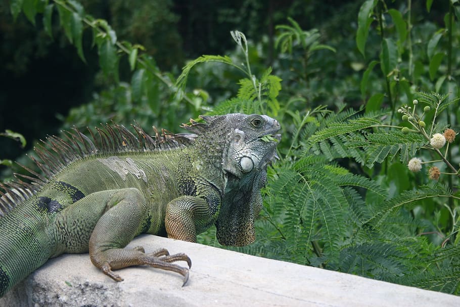 iguana, lizard, vieques, caribbean, reptile, nature, green HD wallpaper