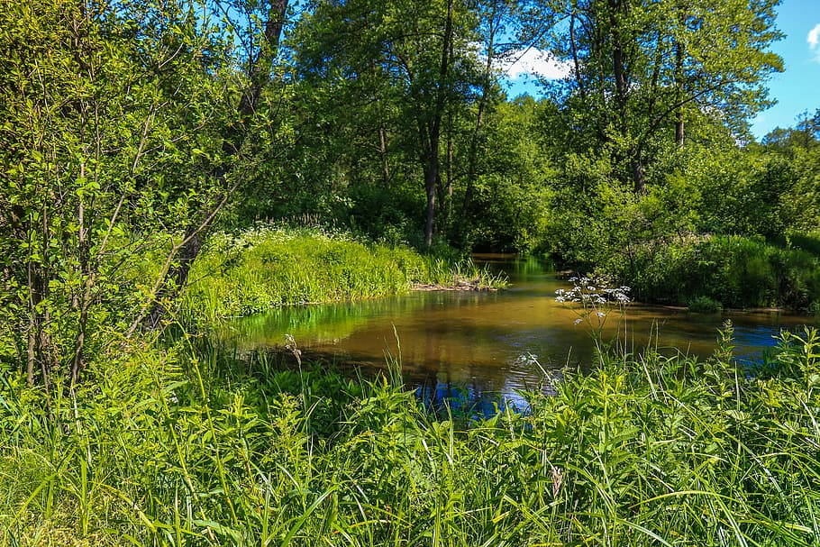 landscape, forest, torrent, river, tree, nature, light, the brook HD wallpaper