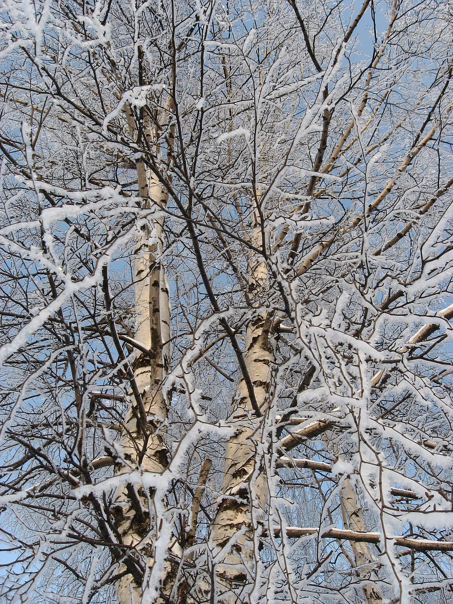 winter, snow, tree, leann, coldly, plant, bare tree, branch HD wallpaper